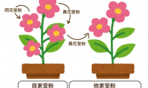 百蕊和豉翘的区别-白蕊和豉翘颗粒哪个效果好网小儿豉翘清热颗粒和百蕊颗粒两种药可以混在一起喝吗知识网站,分享百蕊和豉翘哪个好大全