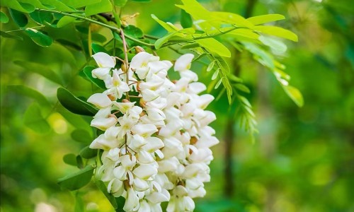 白蕊和豉翘能一起吃吗-白蕊和豉翘颗粒哪个效果好网小儿豉翘清热颗粒和百蕊颗粒两种药可以混在一起喝吗知识网站,分享百蕊和豉翘哪个好大全